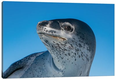 Are You Looking At Me? Canvas Art Print - Seal Art