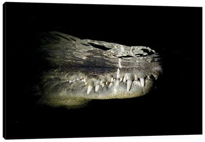 Dark Reflection Canvas Art Print - Crocodile & Alligator Art