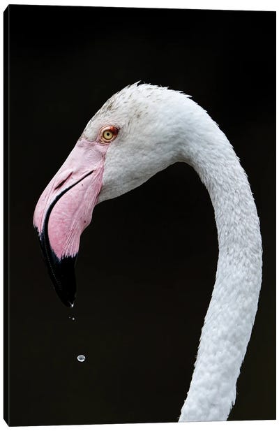 Flamingo Portrait Canvas Art Print - Photogenic Animals