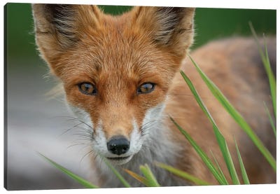 Fox Portrait Canvas Art Print - Photogenic Animals