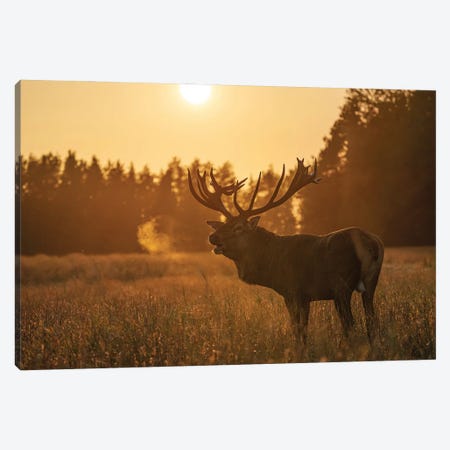 Golden Hour Canvas Print #DYK3} by Dmitry Kokh Canvas Wall Art