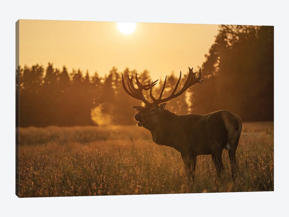 Golden Hour by Dmitry Kokh 1-piece Canvas Wall Art