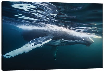 Glace Canvas Art Print - Humpback Whale Art