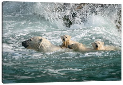 Hang On Canvas Art Print - Polar Bear Art