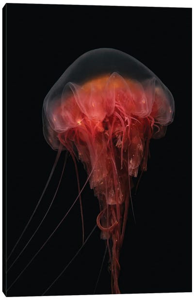 Heart Of Darkness Canvas Art Print - Jellyfish Art
