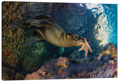 Star Canvas Art Print - Marine Life Conservation