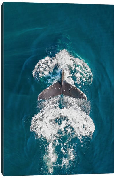 Tail Canvas Art Print - Humpback Whale Art