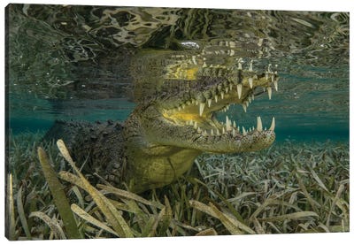 Teeth Canvas Art Print - Crocodile & Alligator Art