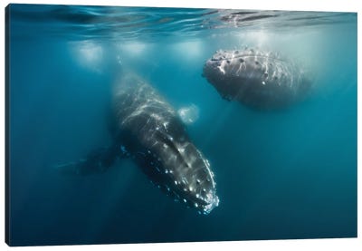 Twosome Canvas Art Print - Humpback Whale Art