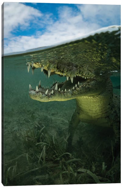 Underwater Surprise Canvas Art Print - Crocodile & Alligator Art