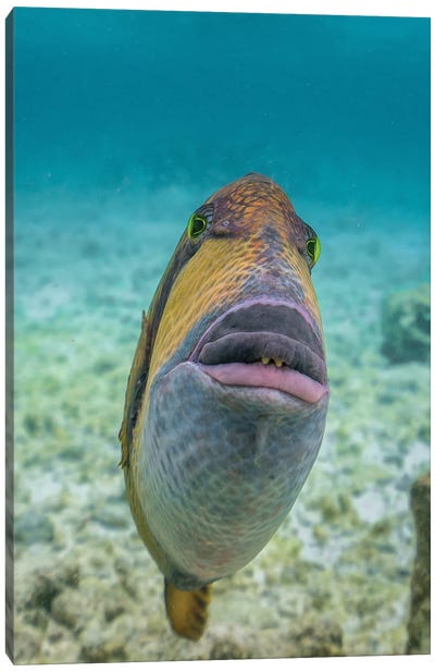 Weird Fishes Canvas Art Print - Photogenic Animals