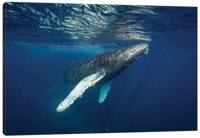 Majestic Canvas Art Print - Whale Art