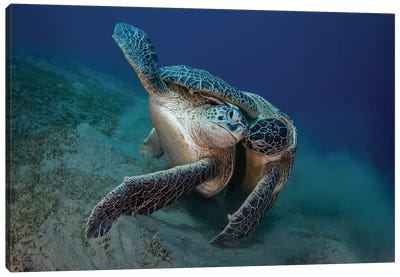 Together Canvas Art Print - Marine Life Conservation