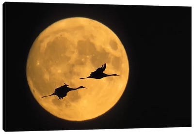 Flying Sandhill Crane Couple With A Full Moon Background, Bosque del Apache National Wildlife Refuge, New Mexico, USA Canvas Art Print - Crane Art