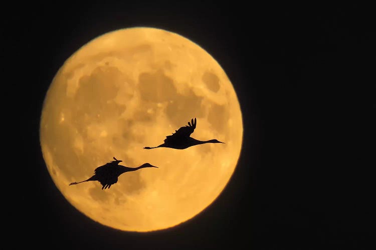 Flying Sandhill Crane Couple With A Full Moon Background, Bosque del Apache National Wildlife Refuge, New Mexico, USA