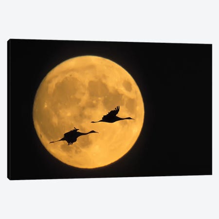 Flying Sandhill Crane Couple With A Full Moon Background, Bosque del Apache National Wildlife Refuge, New Mexico, USA Canvas Print #EAN1} by Ellen Anon Canvas Art