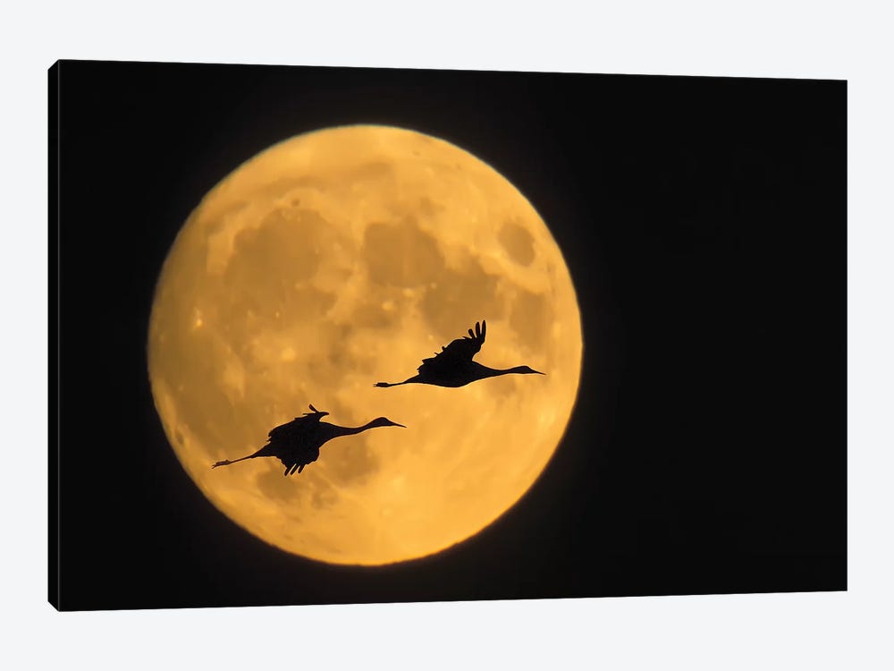 Flying Sandhill Crane Couple With A Full Moon Background, Bosque del Apache National Wildlife Refuge, New Mexico, USA by Ellen Anon 1-piece Canvas Art Print