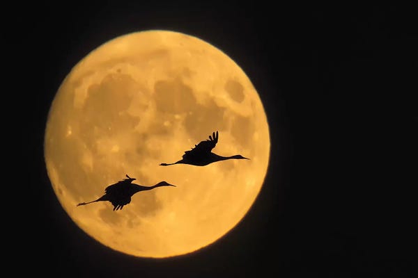 Kids Astronomy & Space Art: Flying Sandhill Crane Couple With A Full Moon Background, Bosque del Apache National Wildlife Refuge, New Mexico, USA by Ellen Anon