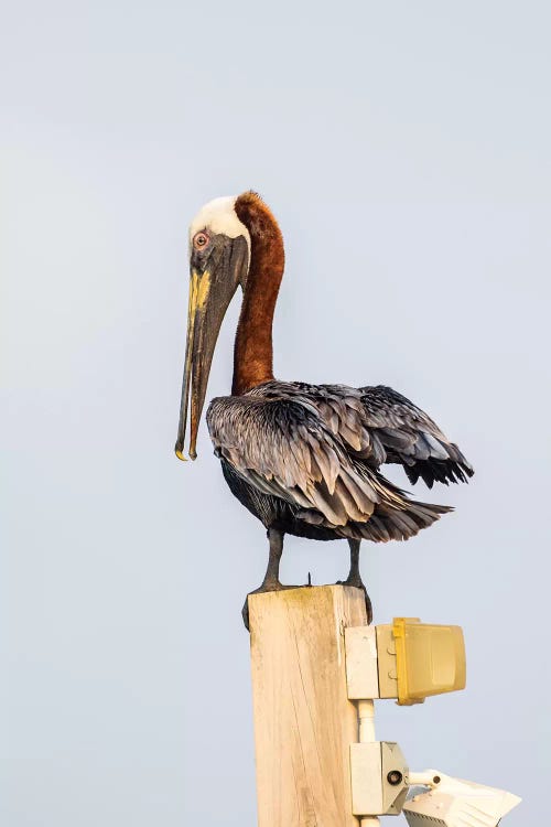 Belize, Ambergris Caye. Brown Pelican perched on top of a light pole.