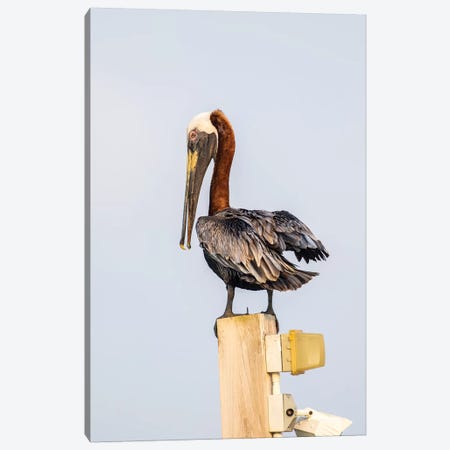 Belize, Ambergris Caye. Brown Pelican perched on top of a light pole. Canvas Print #EBO10} by Elizabeth Boehm Canvas Wall Art