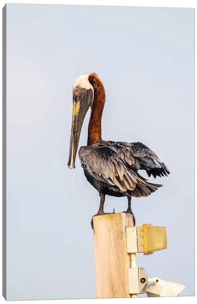 Belize, Ambergris Caye. Brown Pelican perched on top of a light pole. Canvas Art Print - Central America