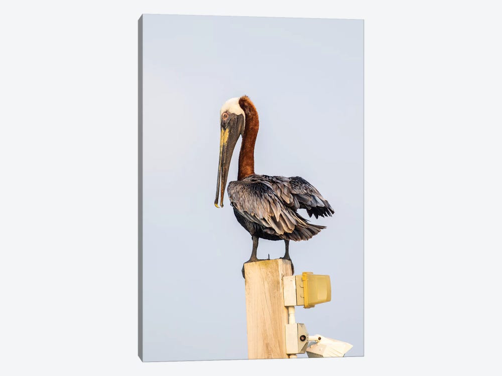 Belize, Ambergris Caye. Brown Pelican perched on top of a light pole. by Elizabeth Boehm 1-piece Canvas Art Print
