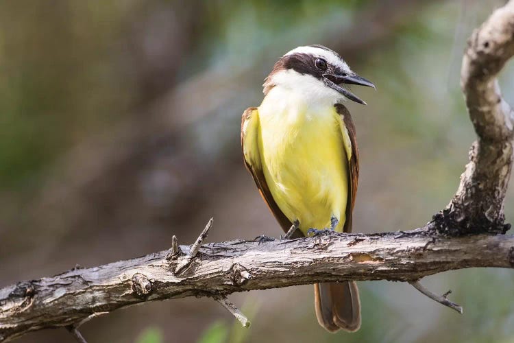 Belize, Ambergris Caye. Great Kiskadee calls from a perch.