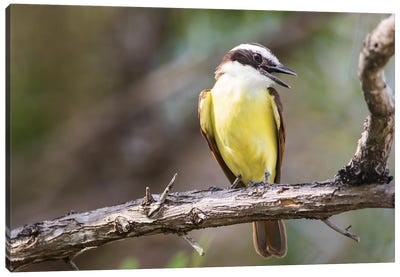 Belize, Ambergris Caye. Great Kiskadee calls from a perch. Canvas Art Print - Central America