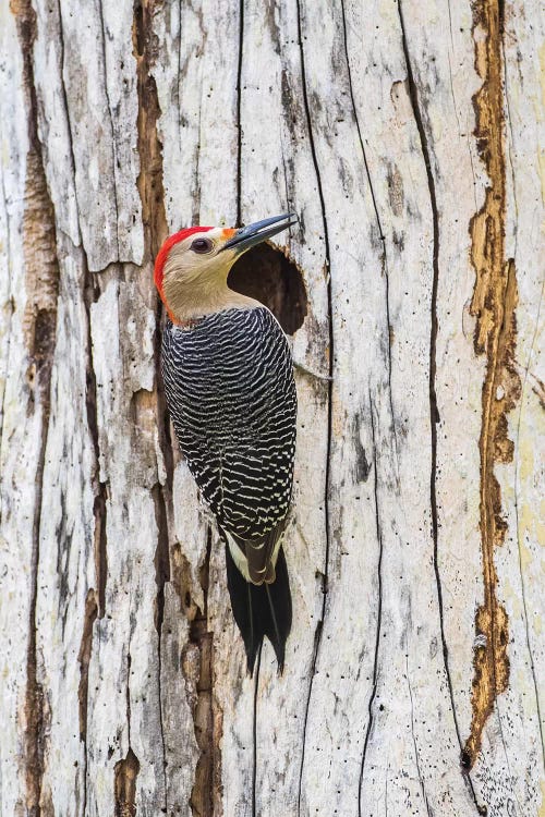 Belize, Crooked Tree Wildlife Sanctuary. Golden-fronted Woodpecker sitting at the nest cavity