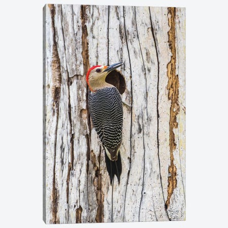 Belize, Crooked Tree Wildlife Sanctuary. Golden-fronted Woodpecker sitting at the nest cavity Canvas Print #EBO12} by Elizabeth Boehm Canvas Art