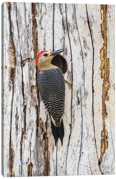 Belize, Crooked Tree Wildlife Sanctuary. Golden-fronted Woodpecker sitting at the nest cavity Canvas Art Print