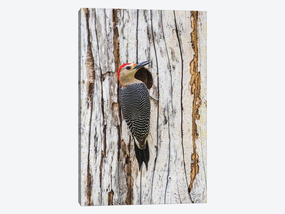 Belize, Crooked Tree Wildlife Sanctuary. Golden-fronted Woodpecker sitting at the nest cavity by Elizabeth Boehm 1-piece Canvas Art Print