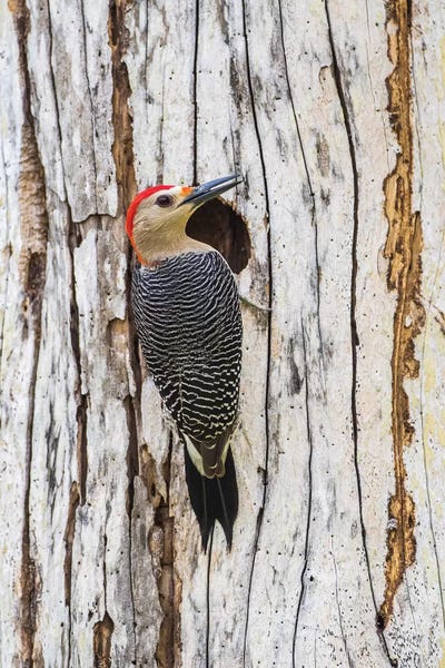 Belize: Golden-fronted Woodpecker sitting at the nest cavity, Crooked Tree Wildlife Sanctuary, Belize by Elizabeth Boehm