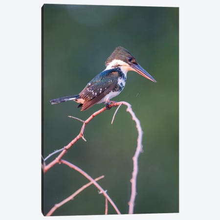 Belize, Crooked Tree Wildlife Sanctuary. Little Green Kingfisher perching on a limb. Canvas Print #EBO13} by Elizabeth Boehm Canvas Wall Art