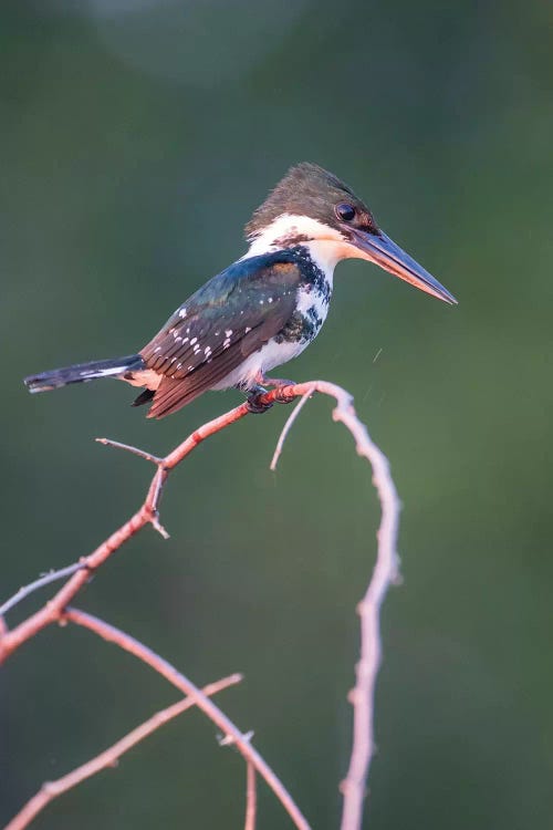 Belize, Crooked Tree Wildlife Sanctuary. Little Green Kingfisher perching on a limb.