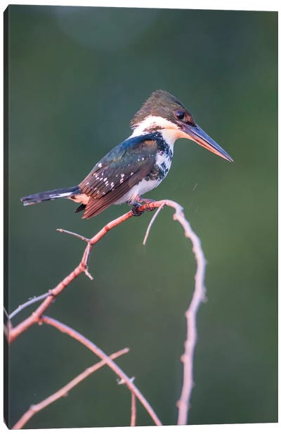 Belize, Crooked Tree Wildlife Sanctuary. Little Green Kingfisher perching on a limb. Canvas Art Print