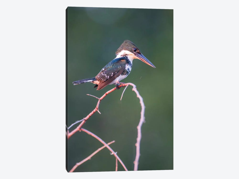 Belize, Crooked Tree Wildlife Sanctuary. Little Green Kingfisher perching on a limb. by Elizabeth Boehm 1-piece Canvas Art