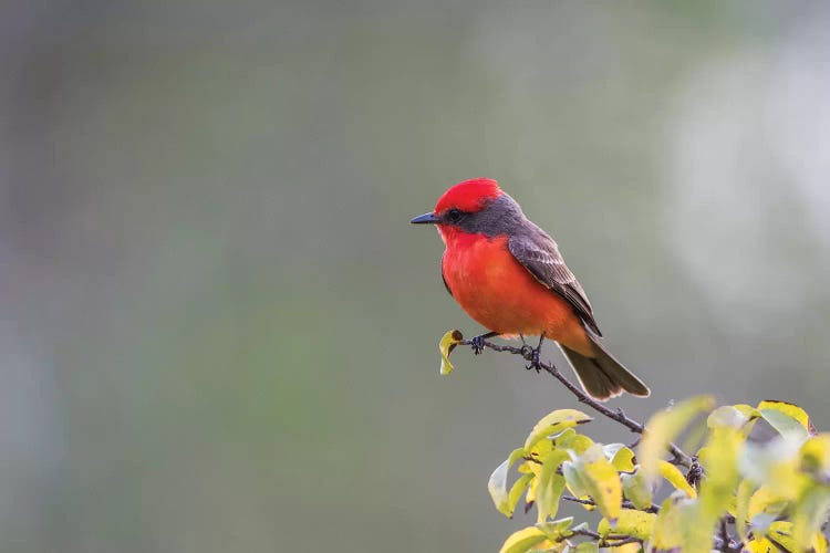 Belize, Crooked Tree Wildlife Sanctuary. Male Vermillion Flycatcher perching on a limb.