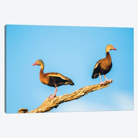 Belize, Crooked Tree Wildlife Sanctuary. Two Black-bellied Tree Ducks perch on a snag. Canvas Print #EBO15} by Elizabeth Boehm Art Print