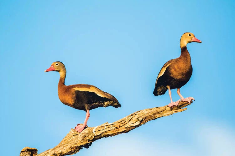 Belize, Crooked Tree Wildlife Sanctuary. Two Black-bellied Tree Ducks perch on a snag.