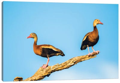 Belize, Crooked Tree Wildlife Sanctuary. Two Black-bellied Tree Ducks perch on a snag. Canvas Art Print - Central America