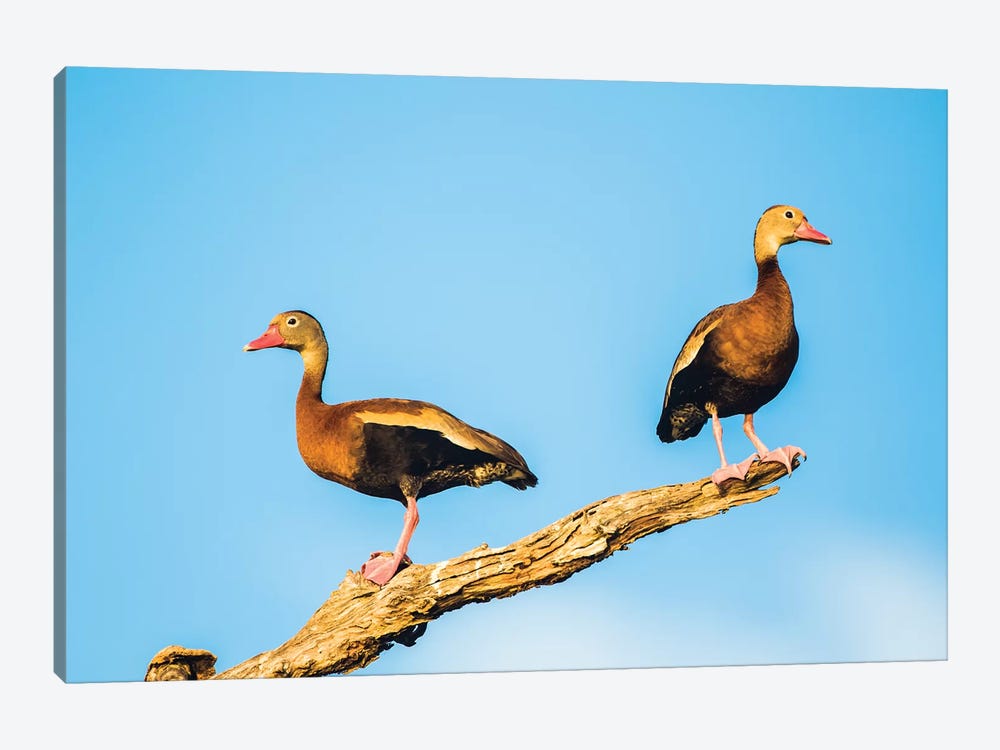 Belize, Crooked Tree Wildlife Sanctuary. Two Black-bellied Tree Ducks perch on a snag. by Elizabeth Boehm 1-piece Canvas Wall Art