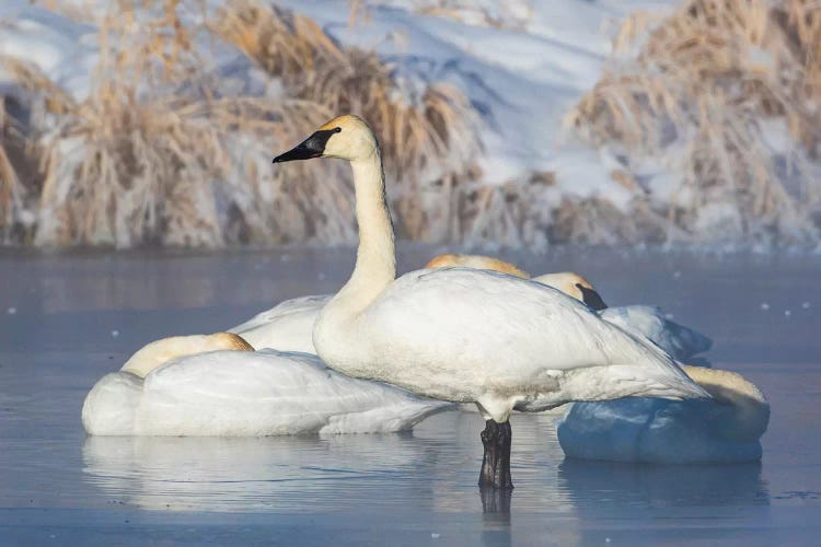 USA, Sublette County, Wyoming. group of Trumpeter Swans stands and rests on an ice-covered pond