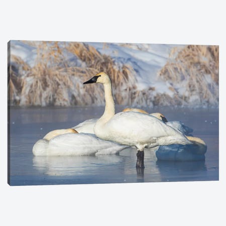 USA, Sublette County, Wyoming. group of Trumpeter Swans stands and rests on an ice-covered pond Canvas Print #EBO16} by Elizabeth Boehm Art Print