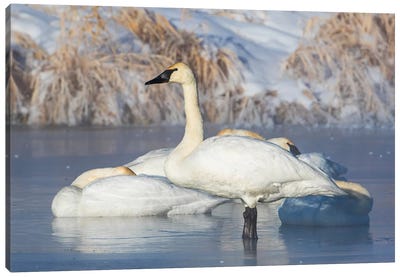 USA, Sublette County, Wyoming. group of Trumpeter Swans stands and rests on an ice-covered pond Canvas Art Print