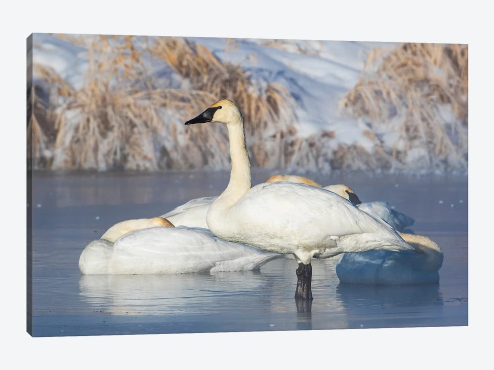 USA, Sublette County, Wyoming. group of Trumpeter Swans stands and rests on an ice-covered pond by Elizabeth Boehm 1-piece Art Print