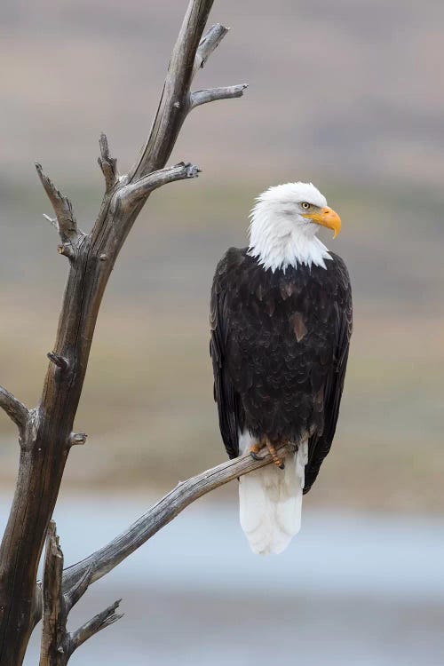 USA, Wyoming, Sublette County. Adult Bald Eagle sitting on a snag above Soda Lake.