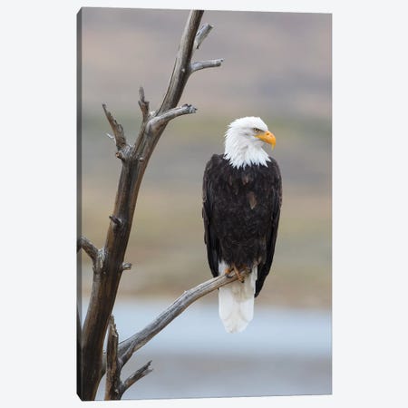 USA, Wyoming, Sublette County. Adult Bald Eagle sitting on a snag above Soda Lake. Canvas Print #EBO17} by Elizabeth Boehm Canvas Print