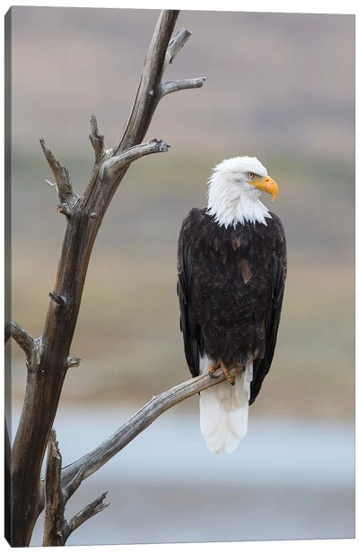 USA, Wyoming, Sublette County. Adult Bald Eagle sitting on a snag above Soda Lake. Canvas Art Print