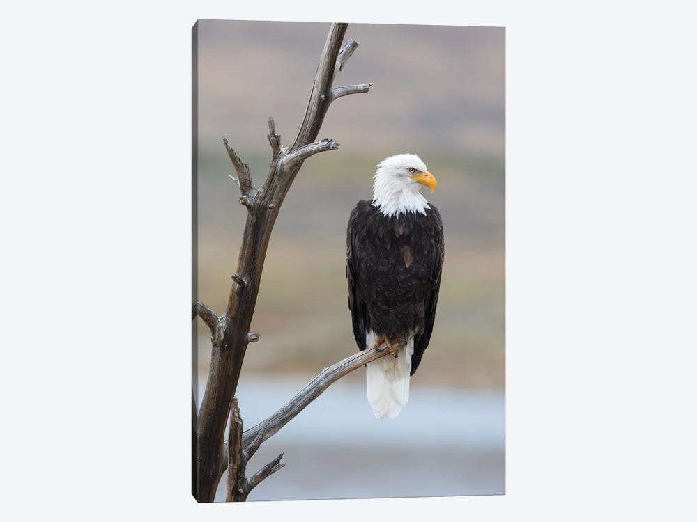 USA, Wyoming, Sublette County. Adult Bald Eagle sitting on a snag above Soda Lake. by Elizabeth Boehm 1-piece Canvas Artwork